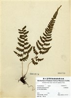 藏品(毛果鱗蓋蕨)的圖片